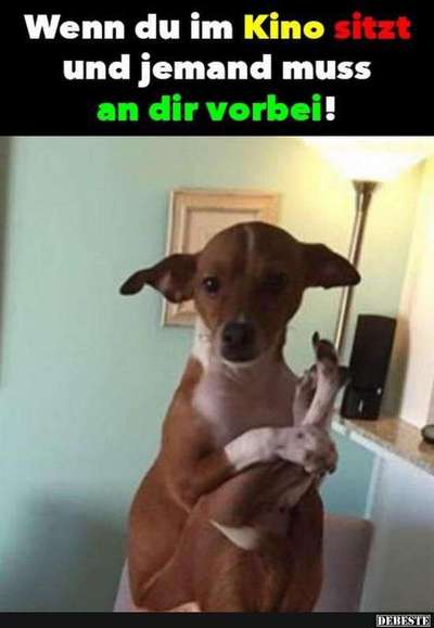 Hunde Memes-Beitrag-Bild