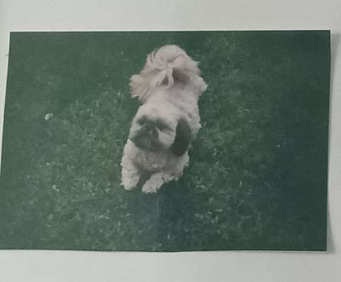 Hunderunde-Beitrag-Bild