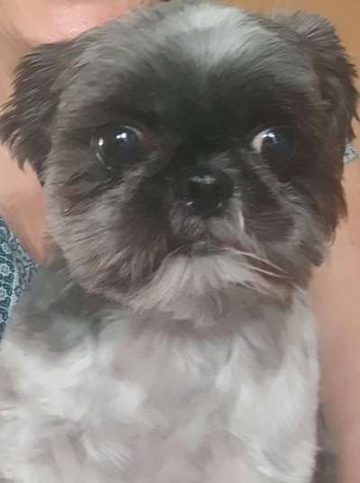 Schneideverbot für Vibrissen-Beitrag-Bild