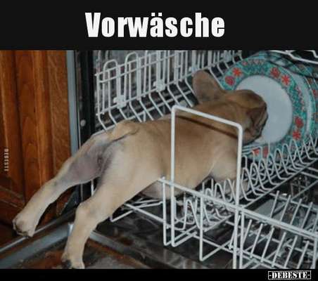Hunde Memes-Beitrag-Bild