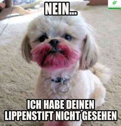 Hunde Memes-Beitrag-Bild