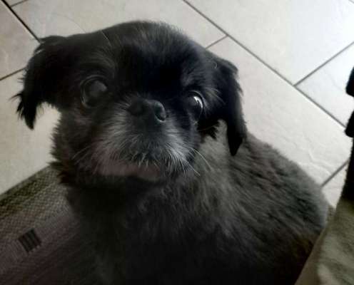 Black dogs are beautiful-Beitrag-Bild