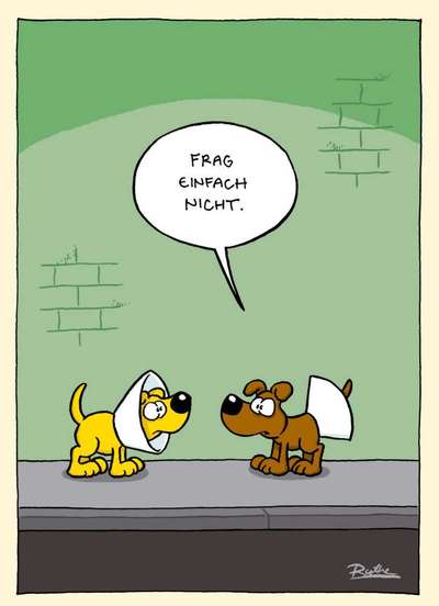 Hunde Memes-Beitrag-Bild