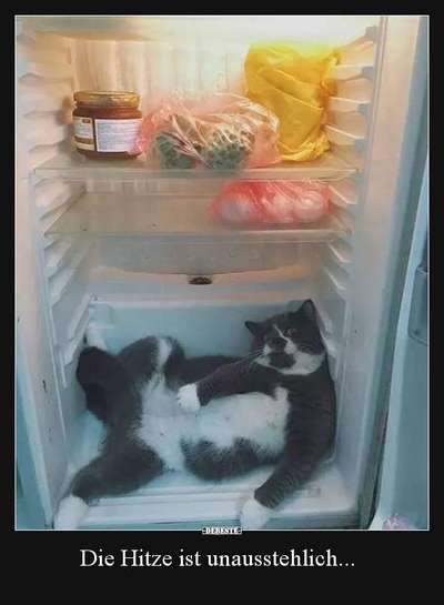 Hunde Memes-Beitrag-Bild