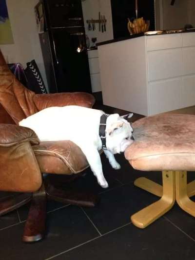 Hunde Memes-Beitrag-Bild