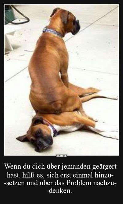 Hunde Memes-Beitrag-Bild