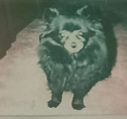 Black dogs are beautiful-Beitrag-Bild