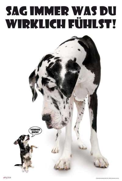 Hunde Memes-Beitrag-Bild