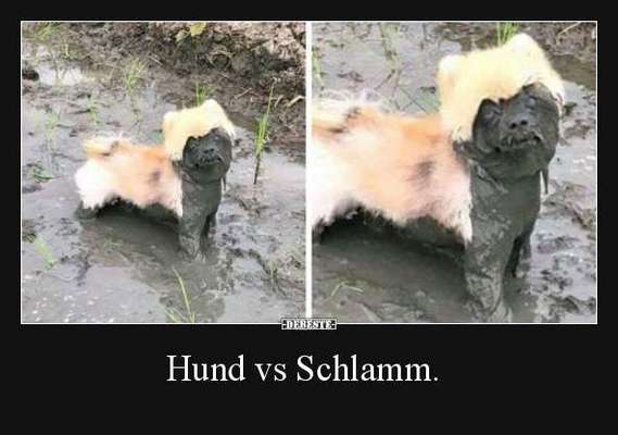 Hunde Memes-Beitrag-Bild