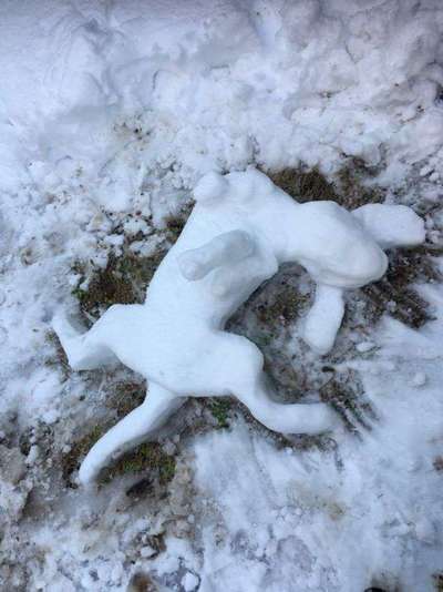 Hunde Memes-Beitrag-Bild