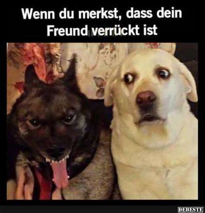 Hunde Memes-Beitrag-Bild