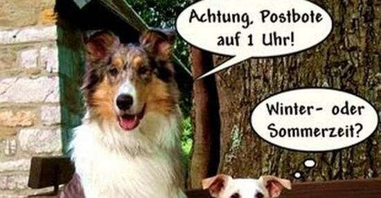 Hunde Memes-Beitrag-Bild