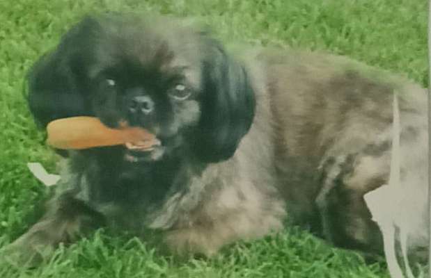 Hund fűrs Alter-Beitrag-Bild