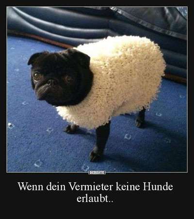Hunde Memes-Beitrag-Bild