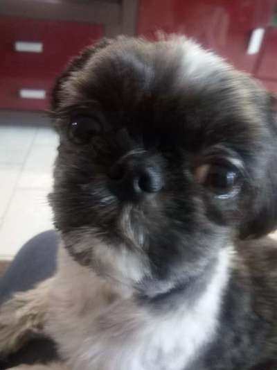 Zeigt mir die tollste Nahaufnahme von eurer Fellnase-Beitrag-Bild