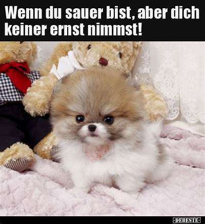 Hunde Memes-Beitrag-Bild