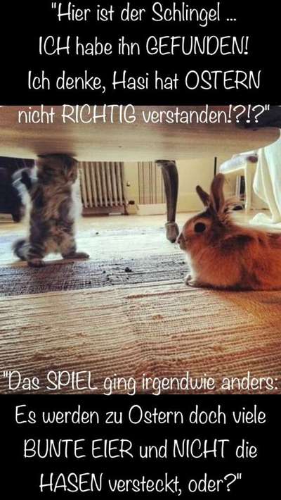 Hunde Memes-Beitrag-Bild