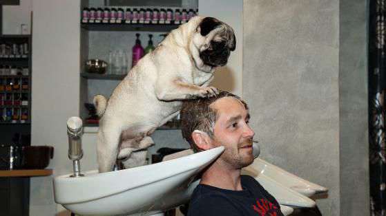 Hunde Memes-Beitrag-Bild