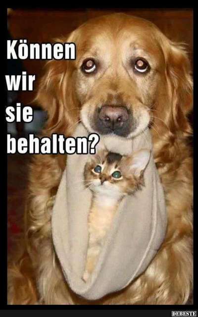 Hunde Memes-Beitrag-Bild