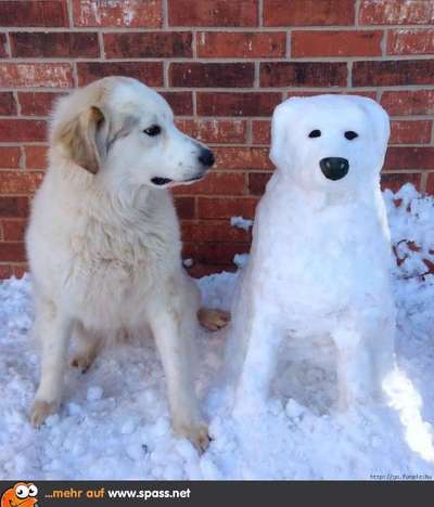 Hunde Memes-Beitrag-Bild