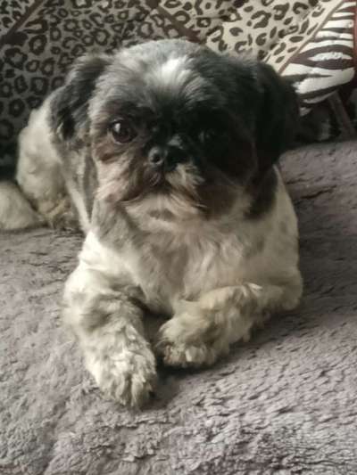 Shih Tzu von Jung bis Senioren-Beitrag-Bild