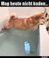 Hunde Memes-Beitrag-Bild