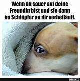 Hunde Memes-Beitrag-Bild