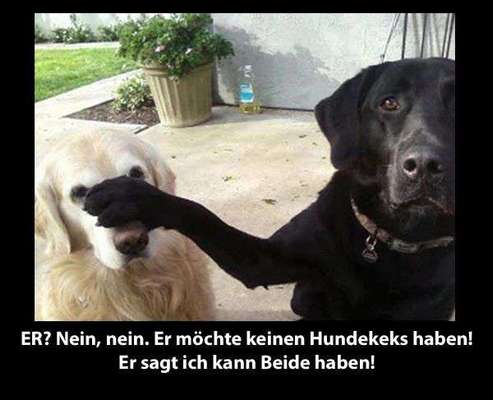 Hunde Memes-Beitrag-Bild