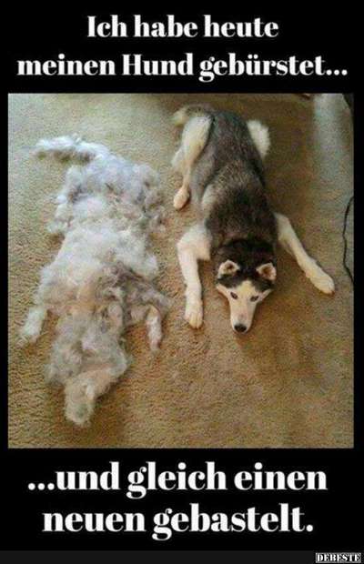 Hunde Memes-Beitrag-Bild