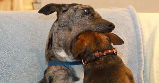 Hunde Memes-Beitrag-Bild