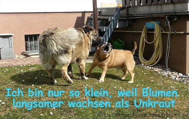 Hunde Memes-Beitrag-Bild