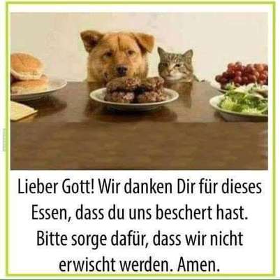 Hunde Memes-Beitrag-Bild