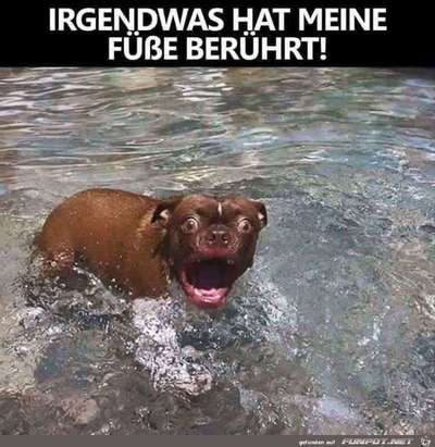 Hunde Memes-Beitrag-Bild