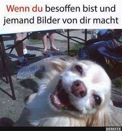 Hunde Memes-Beitrag-Bild