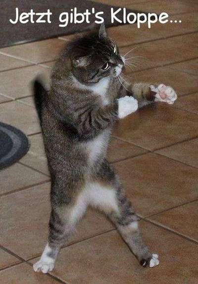 Hunde Memes-Beitrag-Bild