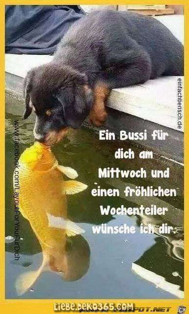 Hunde Memes-Beitrag-Bild