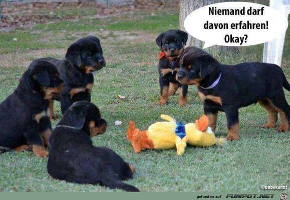 Hunde Memes-Beitrag-Bild