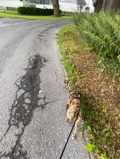 Mila nässt in die Wohnung-Beitrag-Bild