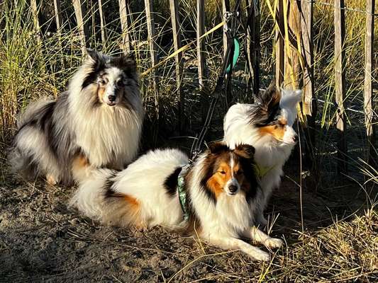 Shelties-Beitrag-Bild