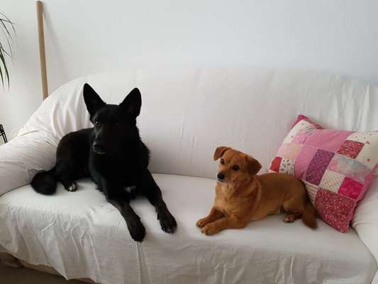 Mischlingshunde Foto Aufruf-Beitrag-Bild