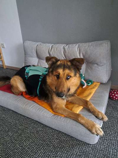 Hundetreffen-Social Walk | gemeinsames Training-Bild