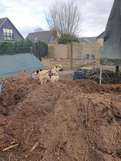 Kangal Fans ! ! ! !-Beitrag-Bild