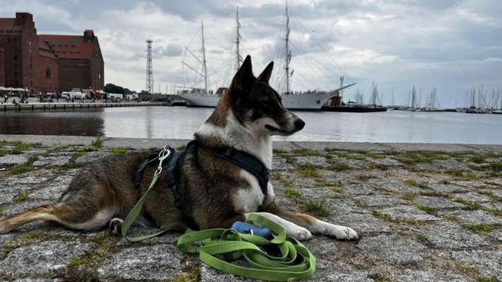 Hund abgegeben, weil Urlaub anstand? Leider kein Witz 😳-Beitrag-Bild