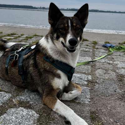 Hundetreffen-Junghundetreff / Spaziergänge-Bild