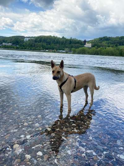 Hundetreffen-Kleine Racker auspowern-Bild