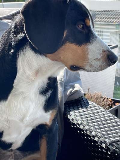 Entlebucher Sennenhund-Beitrag-Bild