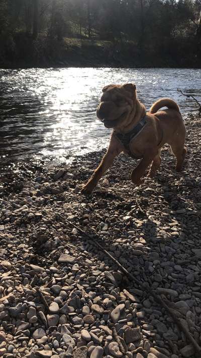 Dogorama-Monats-Challenge-Mai "Wasser"-Beitrag-Bild