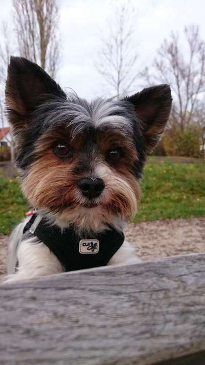 Fotochallange Nr. 57     PORTRÄT.   Beendet!!!!!!!!-Beitrag-Bild