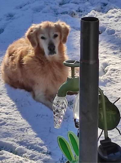 Unsere Fellnasen im Regenbogenland-Beitrag-Bild