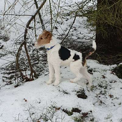 Hundetreffen-Gassirunde in der Massenei-Profilbild